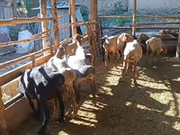 كبش, الأغنام — الصورة 7