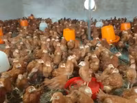 Chickens — 1-сурет