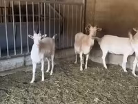 母山羊, Pomellata goat — 照片 2