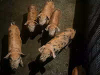 Eber, Schweine — Foto 4