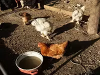 Բրահմա — լուսանկար 3