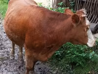 Vaca, Ganado vacuno — foto 3