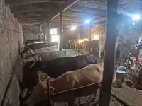 Cow, Cattle — photo 3