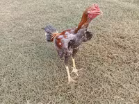 Chickens — foto 1