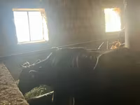Vaca, Ganado vacuno — foto 1