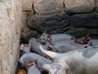 Էգ խոզ, Խոզեր — լուսանկար 1