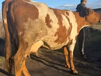 Vaca, Simmental cattle — foto 2