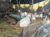 عنزة, Saanen goat — الصورة 2