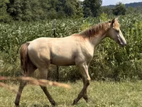 Horse (M), Kentucky mountain daddle horse — photo 8