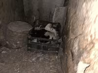 Ostindisch — Foto 5