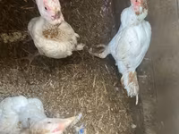 Chickens — Foto 6