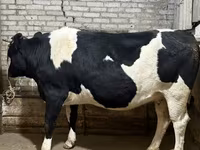 गाय, गोलस्टीन नस्ल — फ़ोटो 3