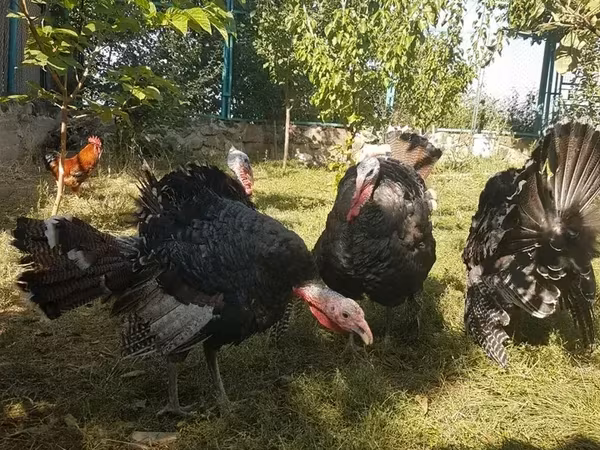 Индейки