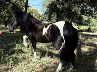 घोड़े (लॉट, लिंग निर्दिष्ट नहीं), American shetland pony — फ़ोटो 1