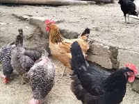 Chickens — Foto 6