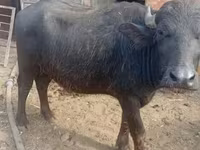 Vaca, Búfalo Africano — foto 2