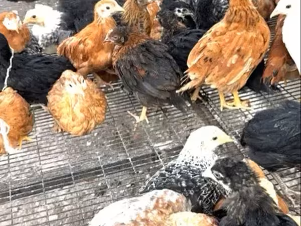 Chickens