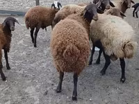 Ram, Karakul sheep — photo 1