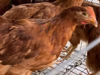 Chickens — फ़ोटो 3