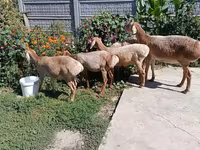 Sheep, Arashan sheep — photo 4