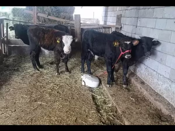 Bull, Cattle