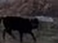 Ցուլ, Swedish red cattle — լուսանկար 5