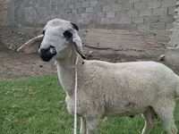 Кочкор, Перс черноголовдуу кой — сүрөт 2