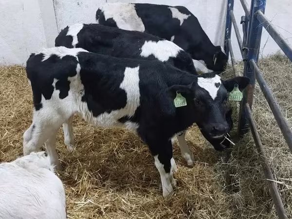 सांड, Russian Black pied cattle