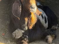 Теке, Nubian Goat — 1-сурет