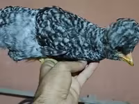 Chickens — 1-сурет