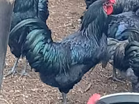 Ավստրալորպ — լուսանկար 2