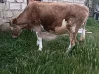 Cow, Azerbaijani zebu — photo 8