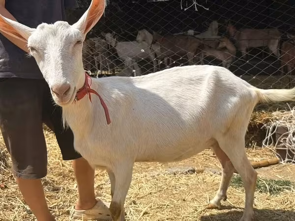 Էգ այծ, Saanen goat