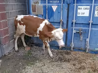Ցուլ, Simmental cattle — լուսանկար 1