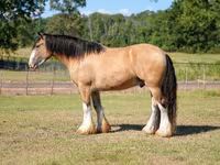 Ձի, Gypsy horse — լուսանկար 6