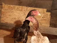Chickens — फ़ोटो 2