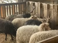 كبش, Racka sheep — الصورة 4