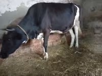गाय, Russian Black pied cattle — फ़ोटो 3