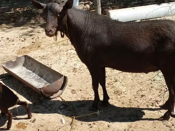 Արու այծ, Murcia-Granada goats