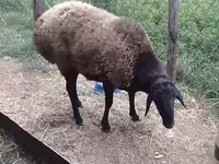 كبش, Hissar sheep — الصورة 3