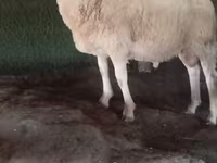 كبش, الأغنام — الصورة 2