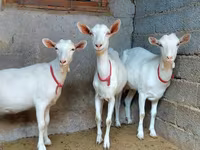 عنزة, Saanen goat — الصورة 2