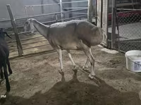 Ovelha, Afghan Arabi sheep — foto 3