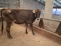 Cow, Cattle — photo 2