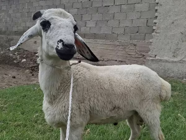 Խոյ, Blackheaded Persian sheep