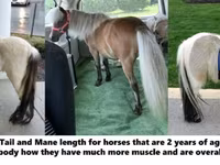 公马, Miniature horse — 照片 4