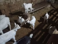 Էգ այծ, Saanen goat — լուսանկար 6