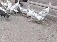 Turkeys — الصورة 3