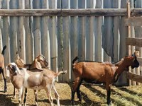 Արու այծ, Nubian Goat — լուսանկար 3