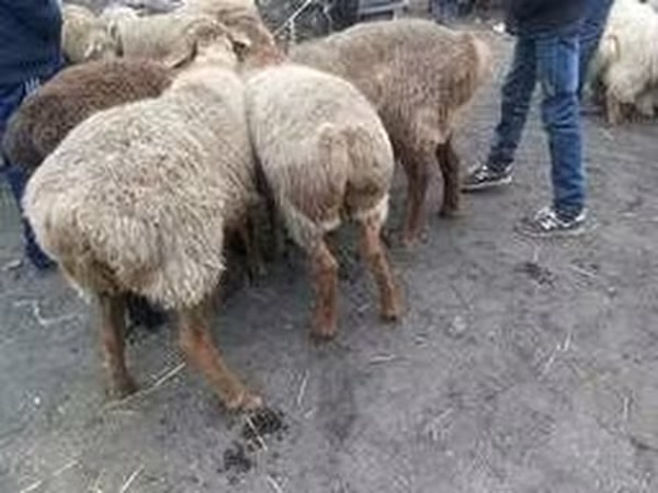 公羊, Sheep